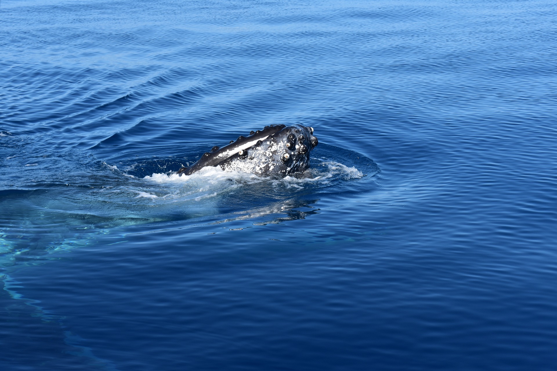 Canada ~ La carcasse de la baleine retrouvée près de Varennes