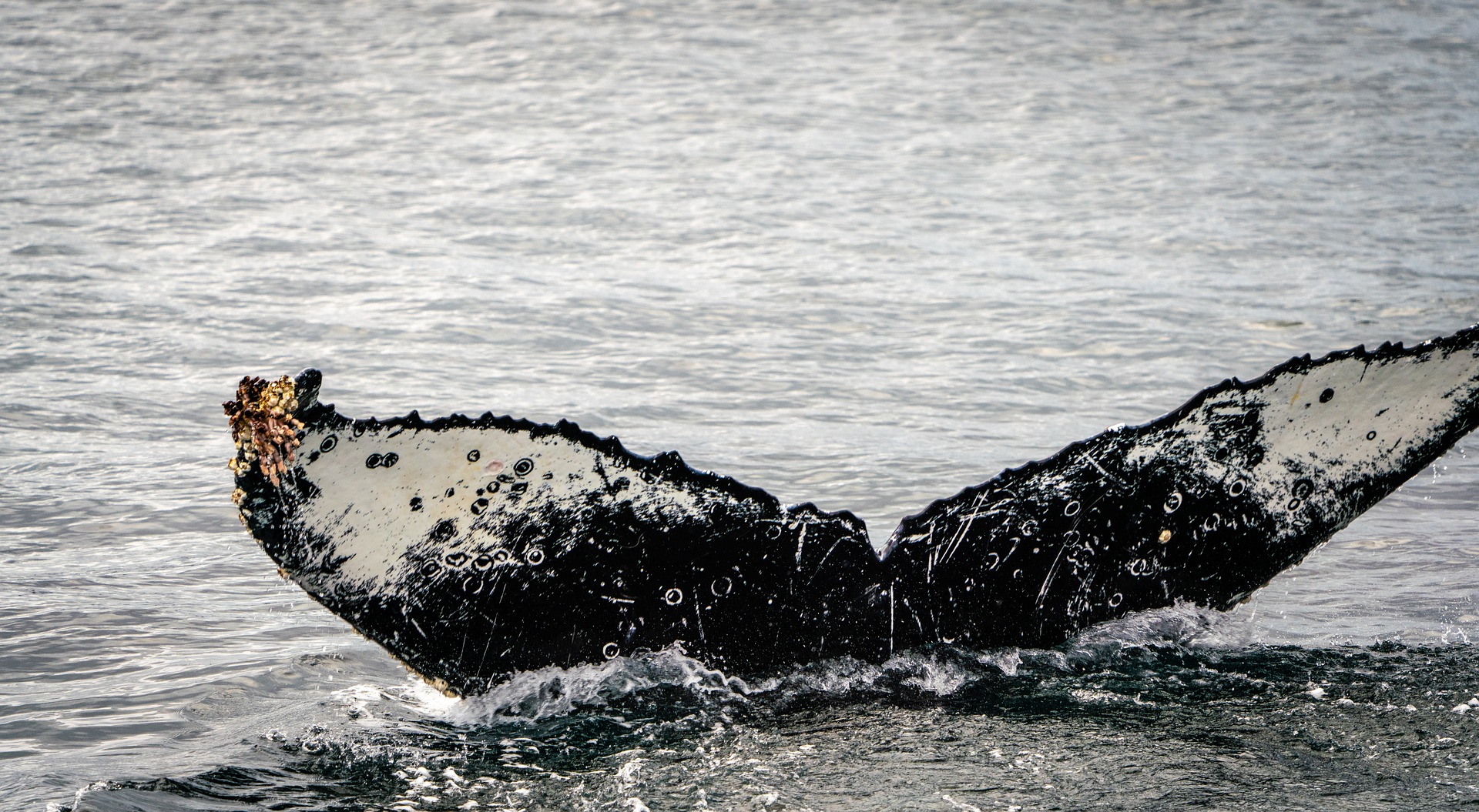 La vie après la mort des baleines