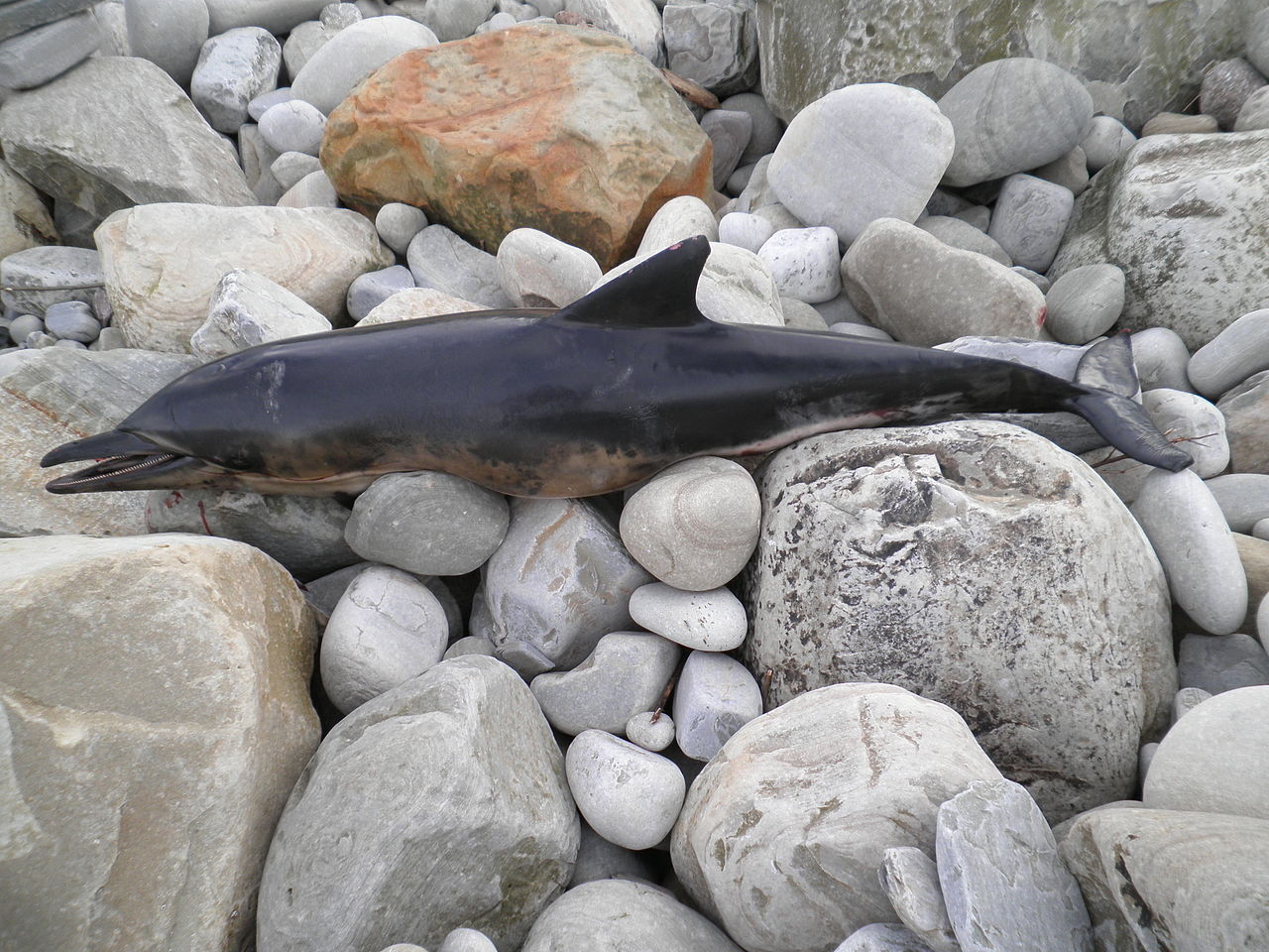 Dauphins échoués : la France mise en demeure par Bruxelles