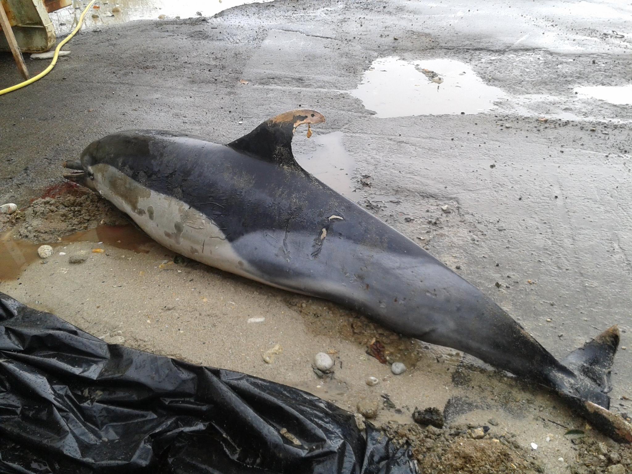 Justice : L’Etat condamné pour des prises accidentelles de dauphins dans le Golfe de Gascogne