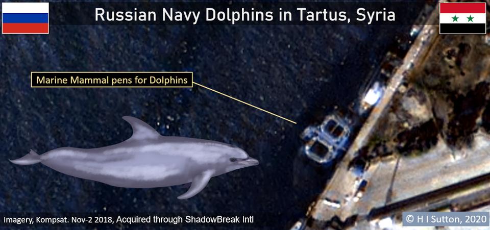 Des photos satellites suggèrent que la Russie a envoyé des dauphins entraînés à la guerre en Syrie