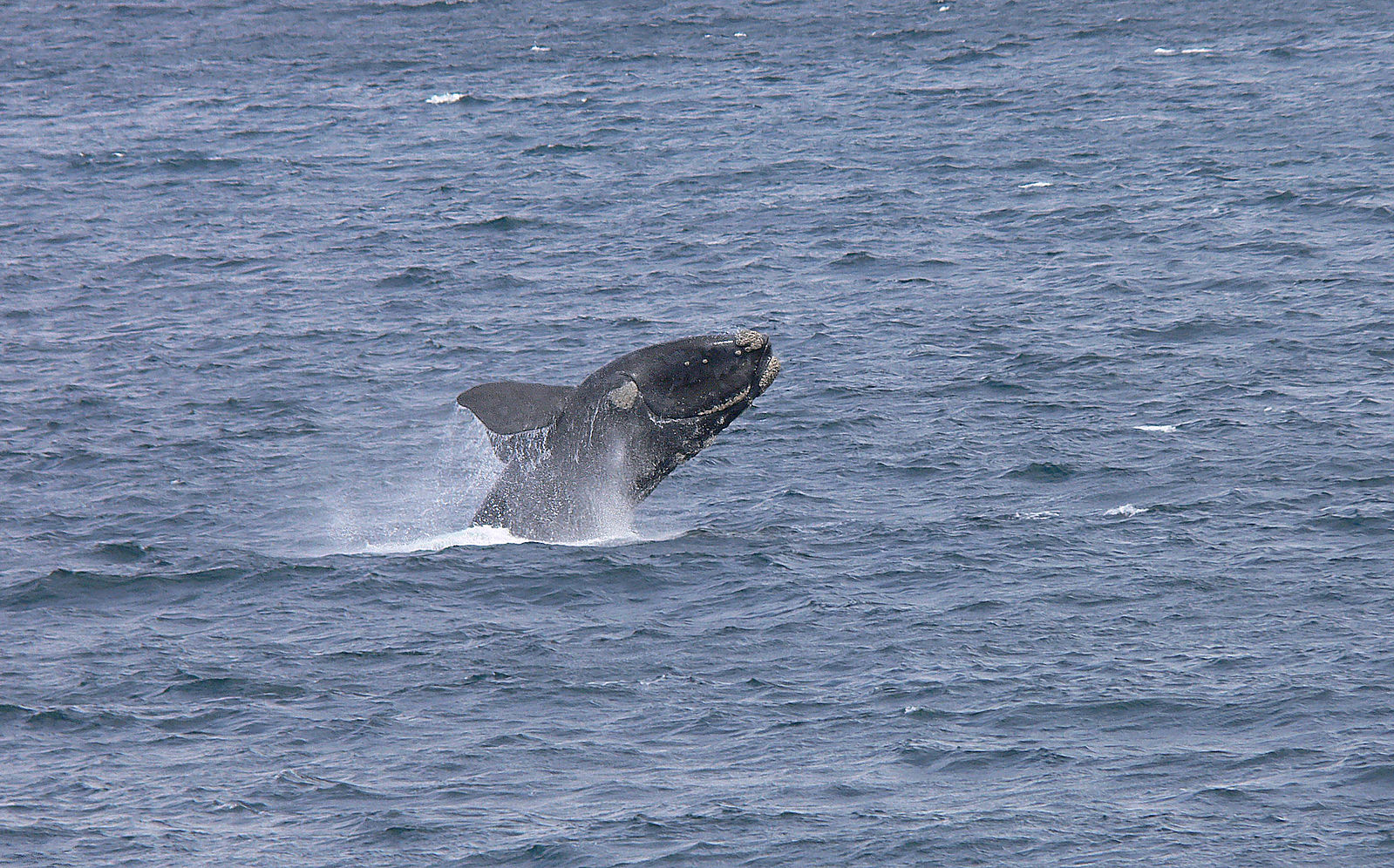 La baleine franche de l’Atlantique nord au bord de l’extinction