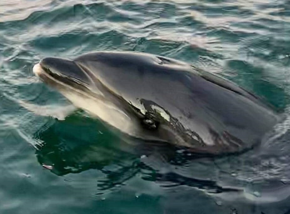 Bretagne ~ Randy le dauphin a montré le bout de son nez à Douarnenez