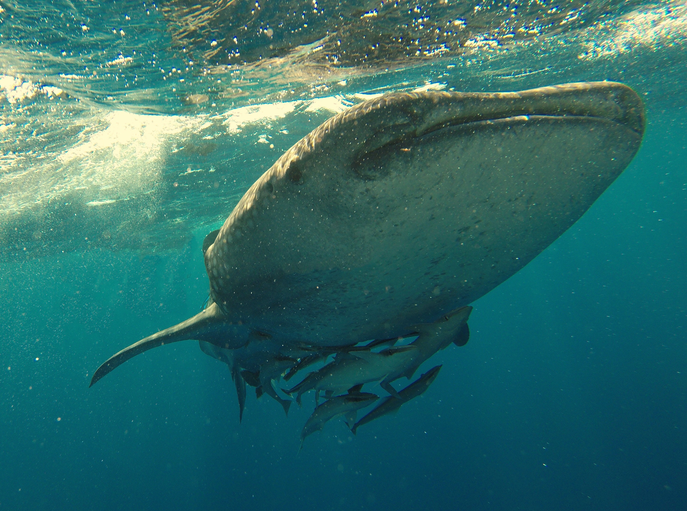 Les requins-baleines ont des centaines de mini-dents autour des yeux