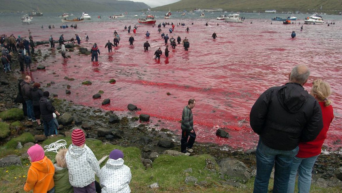 Aux Féroé, la chasse aux cétacés a repris malgré le Covid