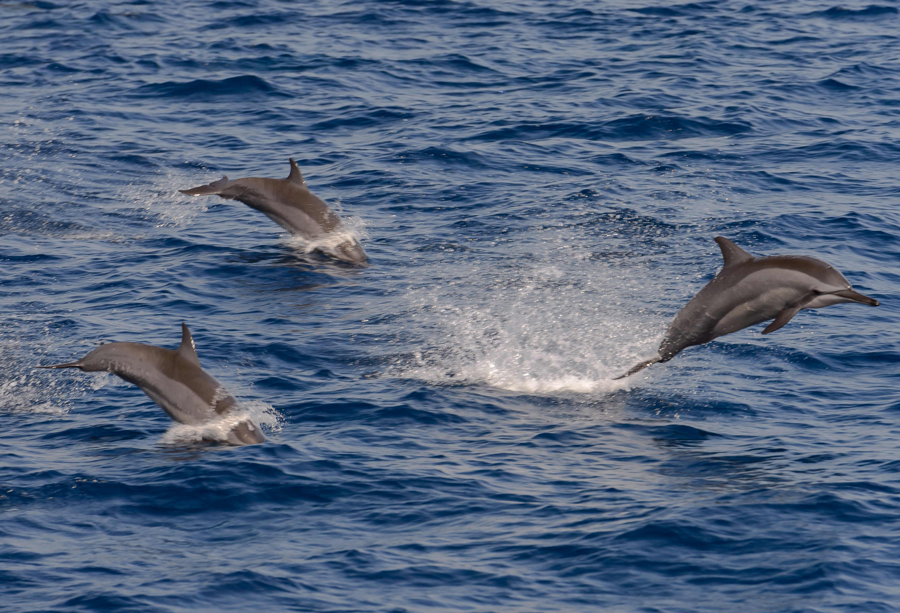 Côtes-d’Armor ~ Ils naviguent en compagnie des dauphins en baie de Paimpol