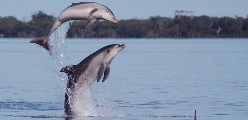 Australie ~ Le langage secret des dauphins Burrunan découvert pendant le silence du COVID-19