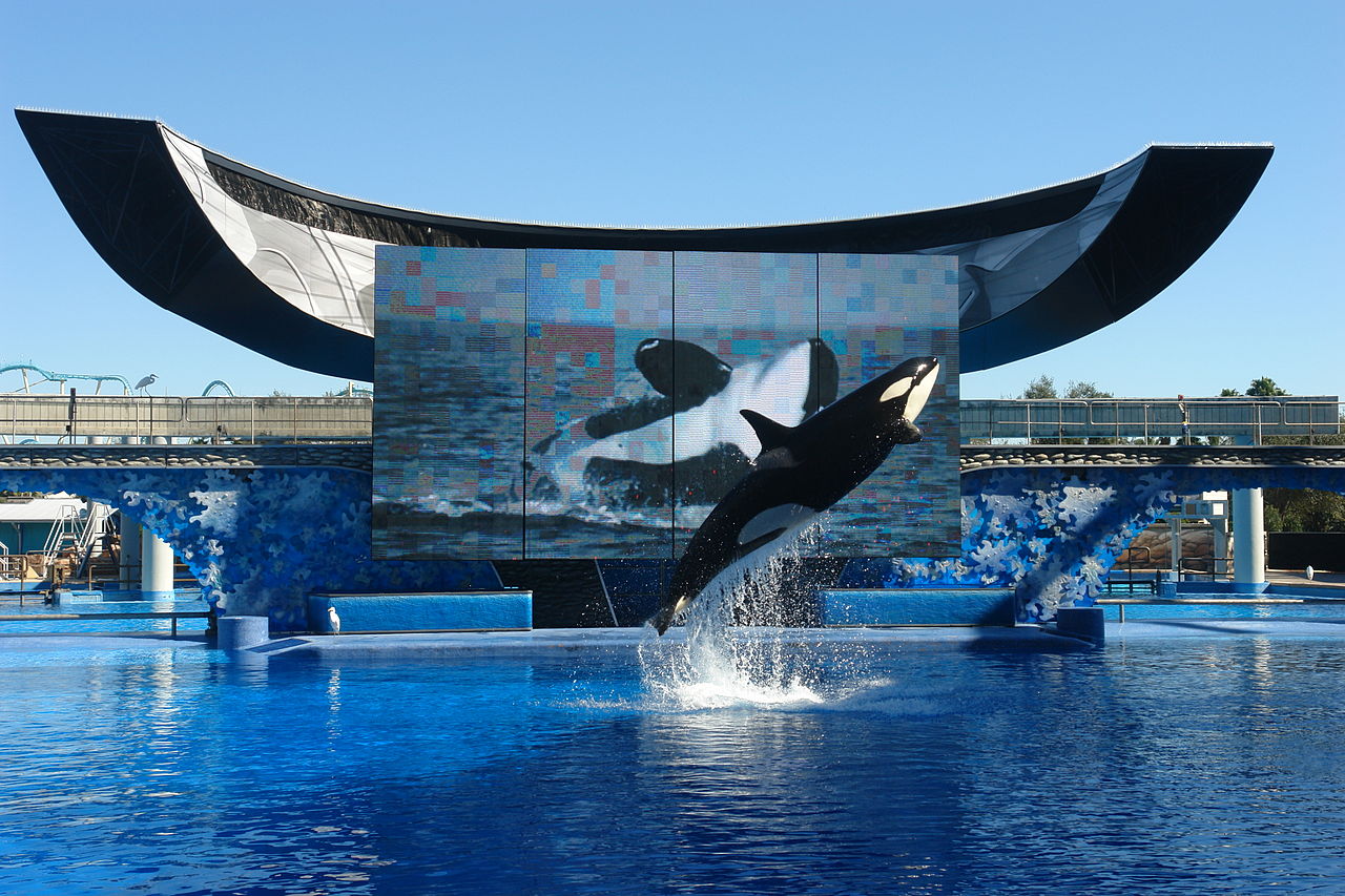 États-Unis ~ Le juge valide le versement par SeaWorld de 65 millions de dollars aux investisseurs dans « l’affaire Blackfish »