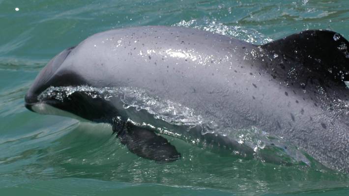 Nouvelle-Zélande : les 63 dauphins Māui deviennent l’enjeu d’un marché d’exportation de 263 millions de dollars