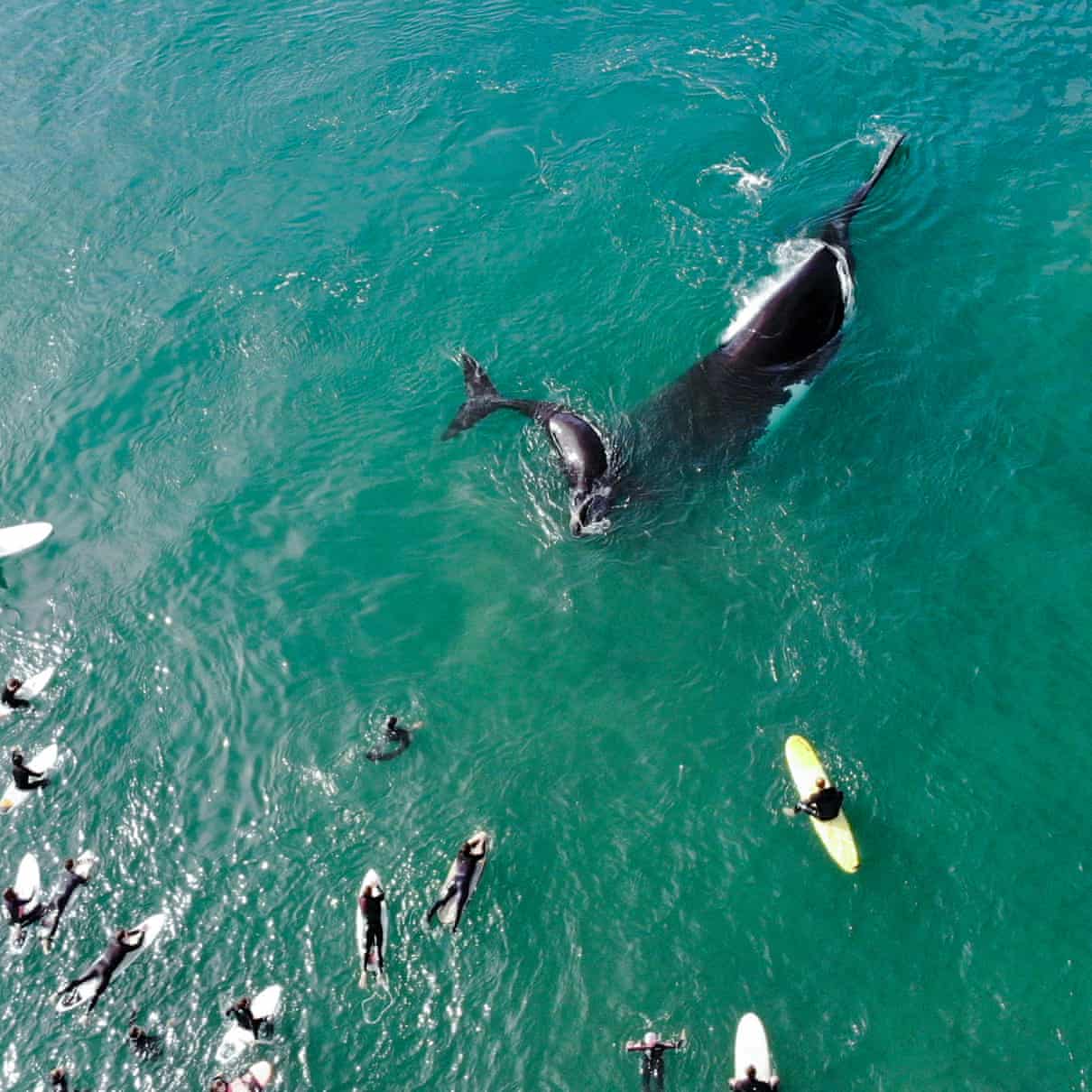 Australie ~ Une baleine et son bébé viennent à la rencontre de dizaines de surfeurs sur une plage