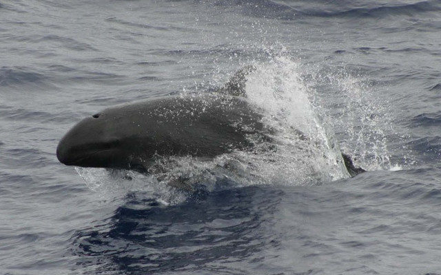Reseau Cetaces La Fausse Orque Un Cetace Meconnu