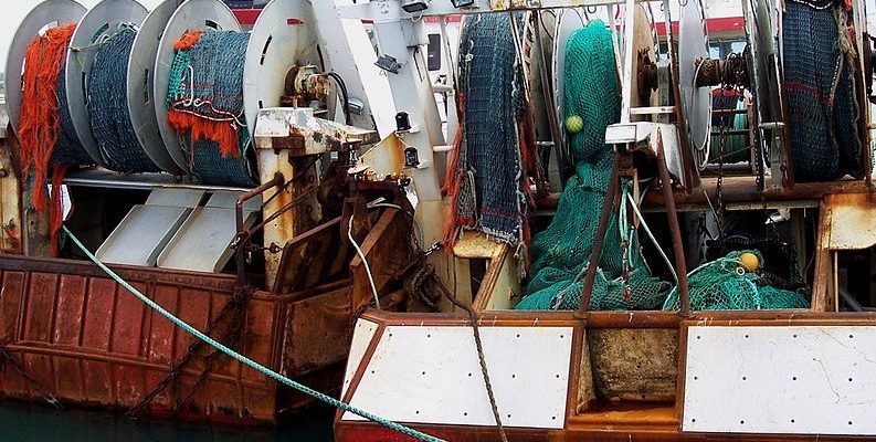 Reseau Cetaces Ete Meurtrier Pour Les Dauphins En France A Cause De La Peche Intensive