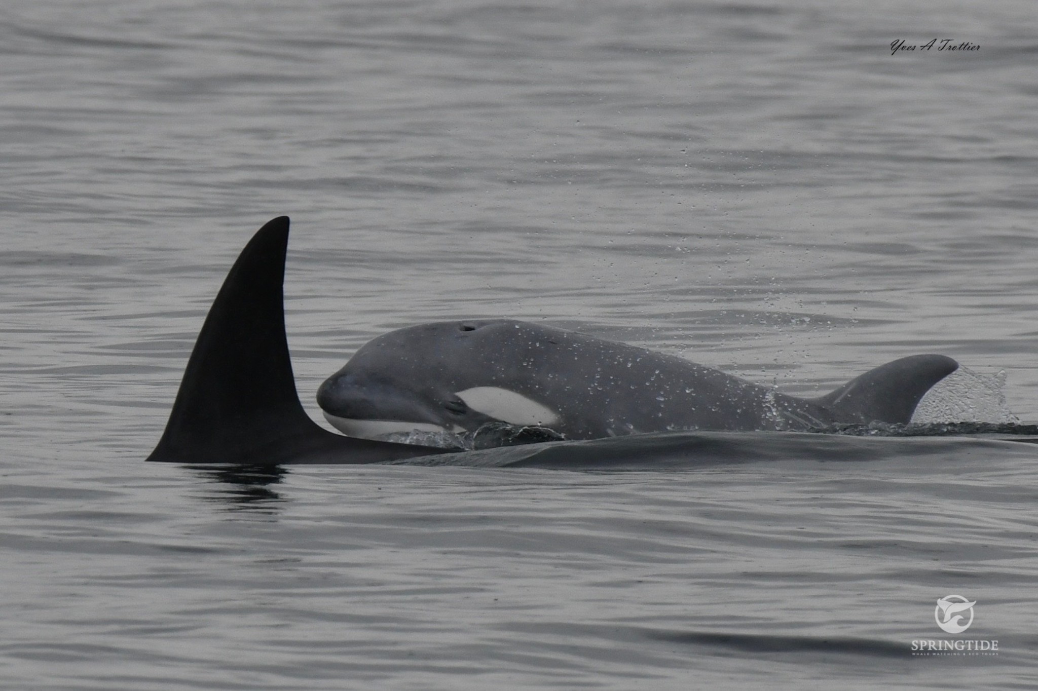 Une rare orque blanche repérée au large des côtes de l’Alaska