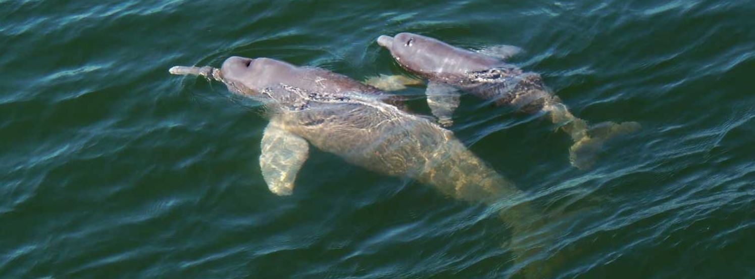 Brésil – En vue d’aménager une voie navigable industrielle, l’habitat du dauphin et des tortues de l’Amazone pourrait être dynamité