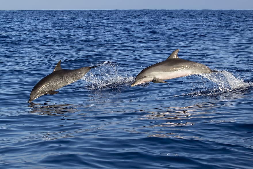 Passionné de dauphins, devenez observateur en Normandie