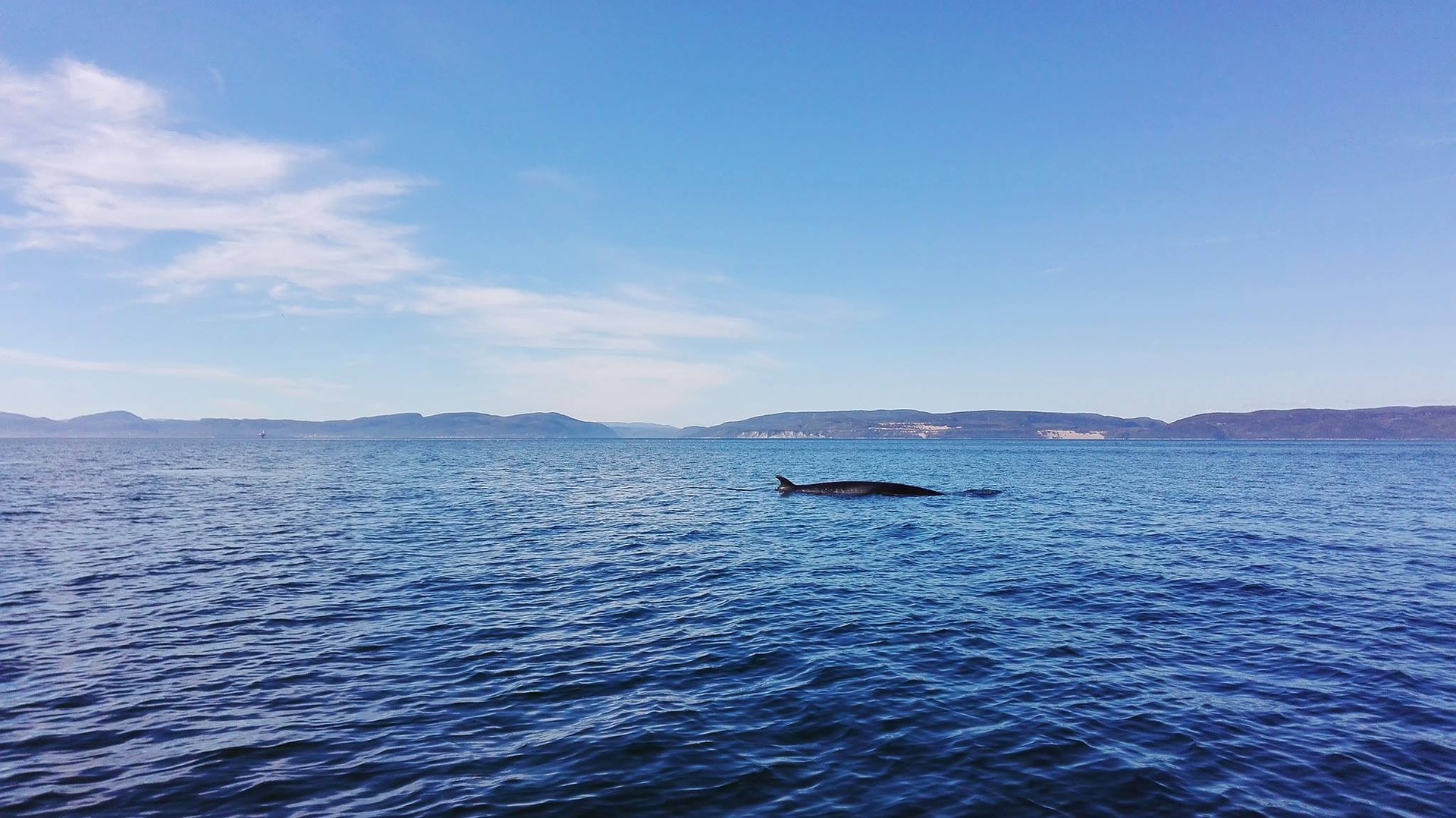 Canada ~ Le sauvetage d’une baleine empêtrée, une opération périlleuse
