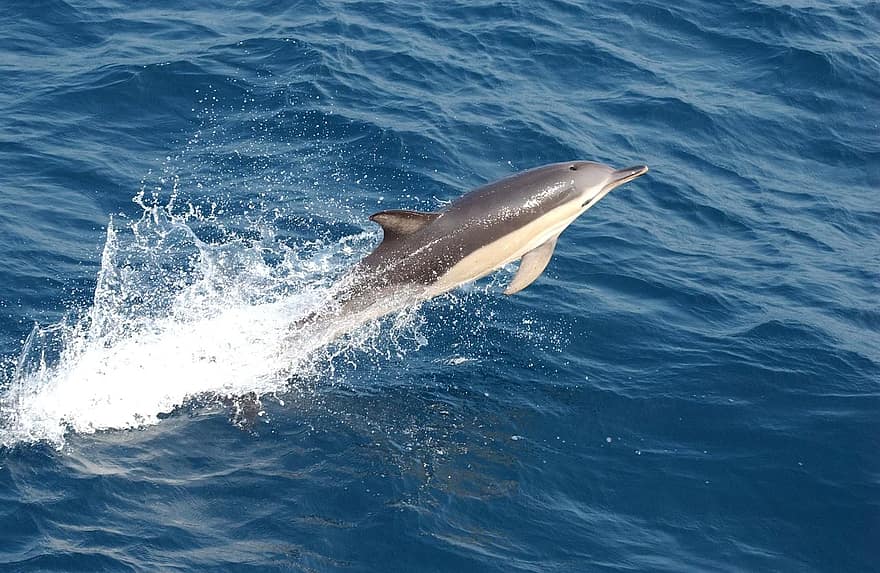 Les dauphins communs bientôt de retour dans la mer Adriatique ?