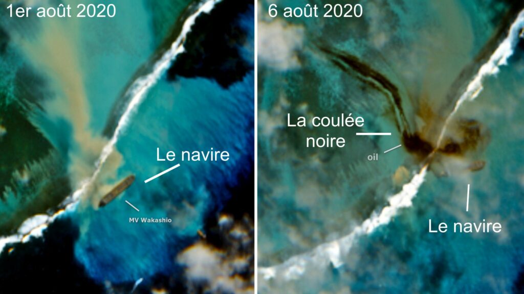 Les espèces marines touchées par la marée noire sur l’île Maurice