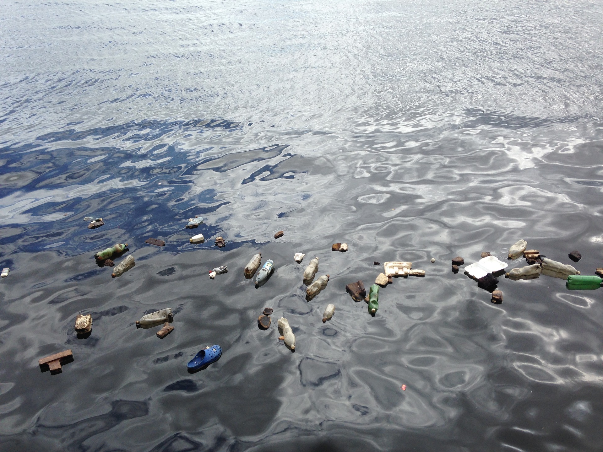 Dauphins et baleines échoués : un cocktail de polluants toxiques découvert à l’autopsie