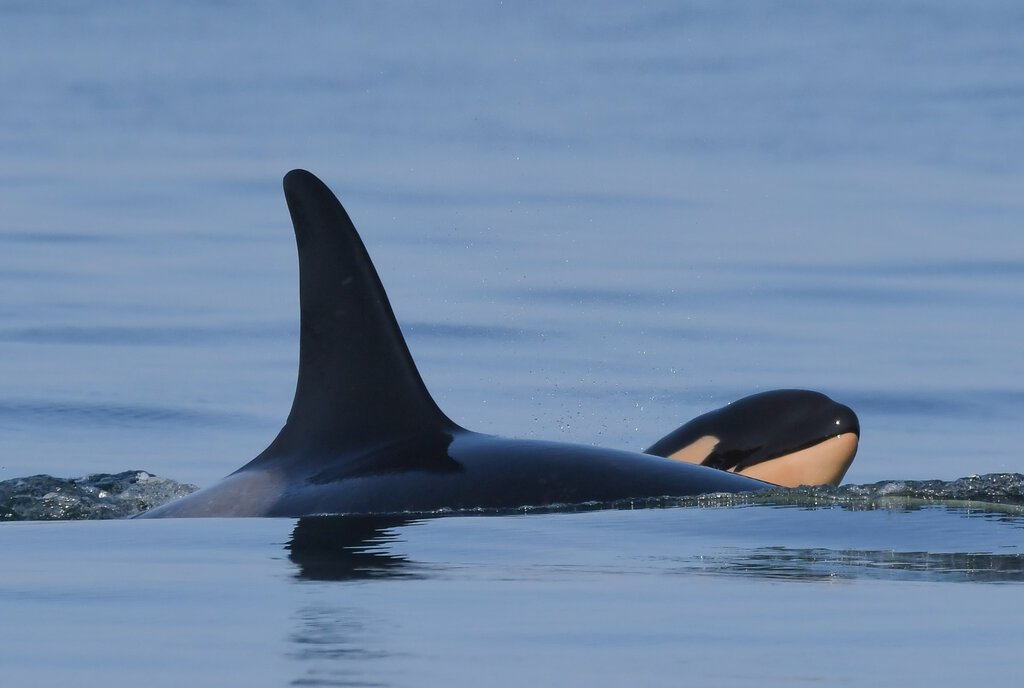 États-Unis ~ L’orque Tahlequah est à nouveau maman