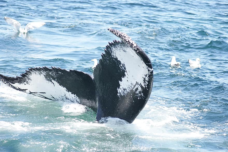 Protéger les baleines d’un risque de collision en écoutant leurs chants