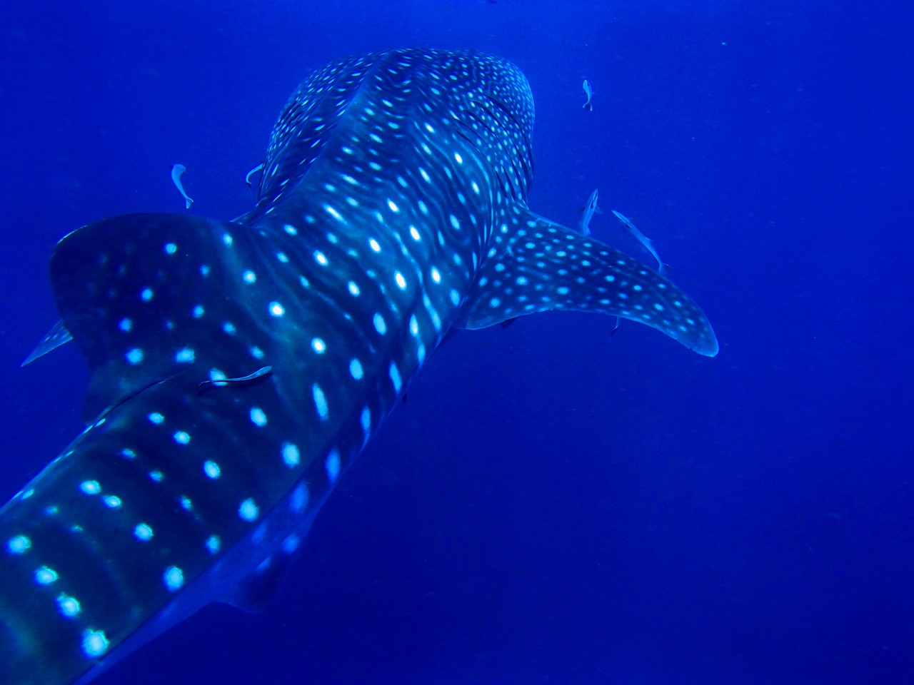 Et le record du plus grand poisson au monde revient à… la femelle requin-baleine