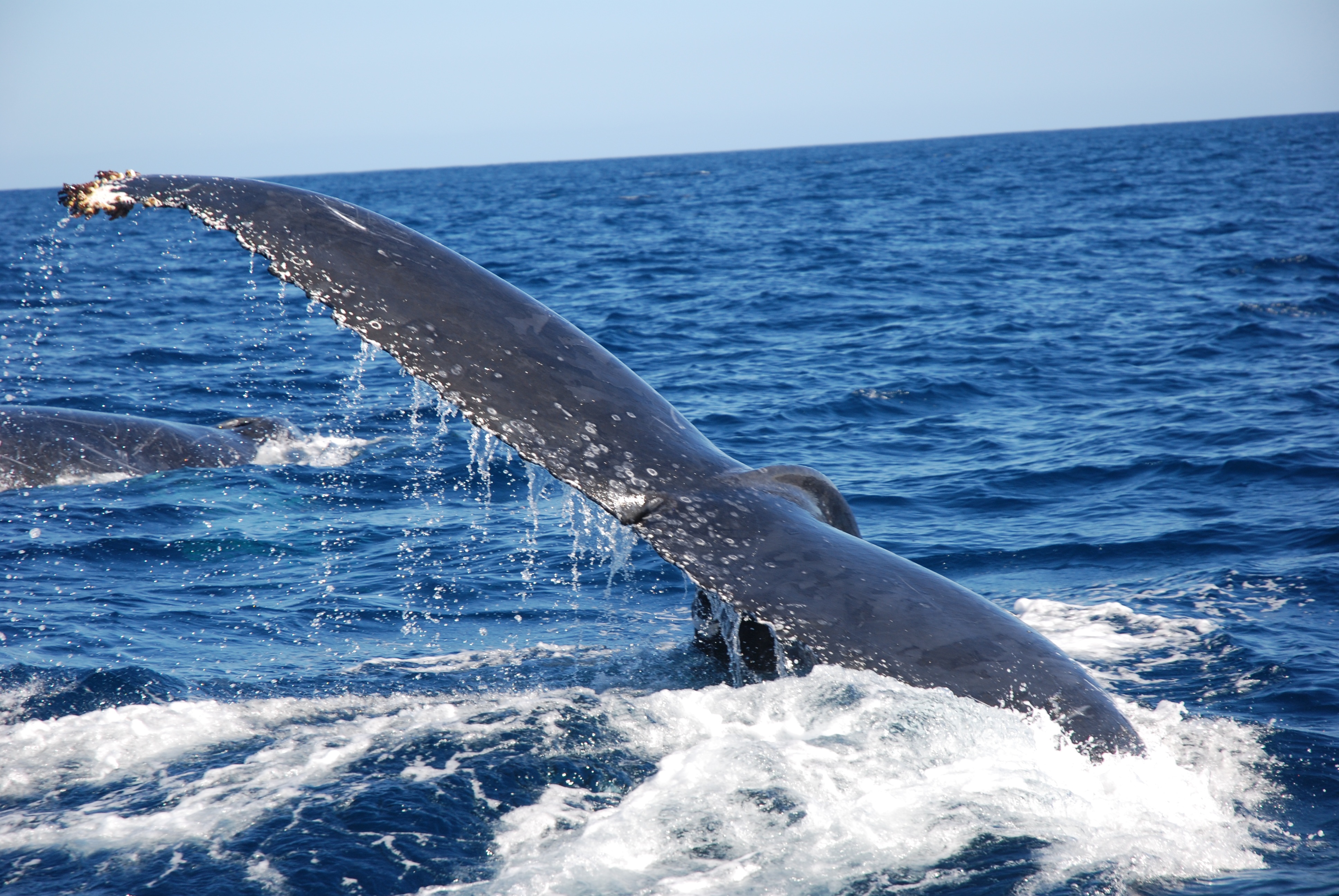 Nord de l’Europe ~ Si les baleines s’échouent de plus en plus, c’est peut-être à cause d’un sonar militaire