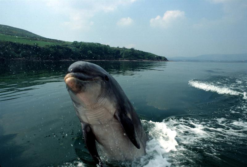 Irlande ~ « Tout le monde est très inquiet » – opération massive de recherche du dauphin nommé Fungie