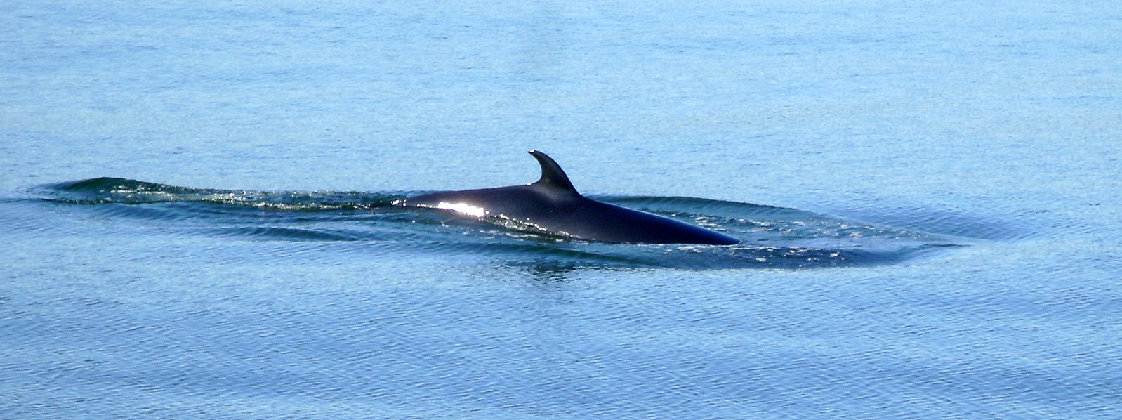 Pourquoi un rorqual s’est échoué en baie de Somme ? Les réponses de l’observatoire Pelagis