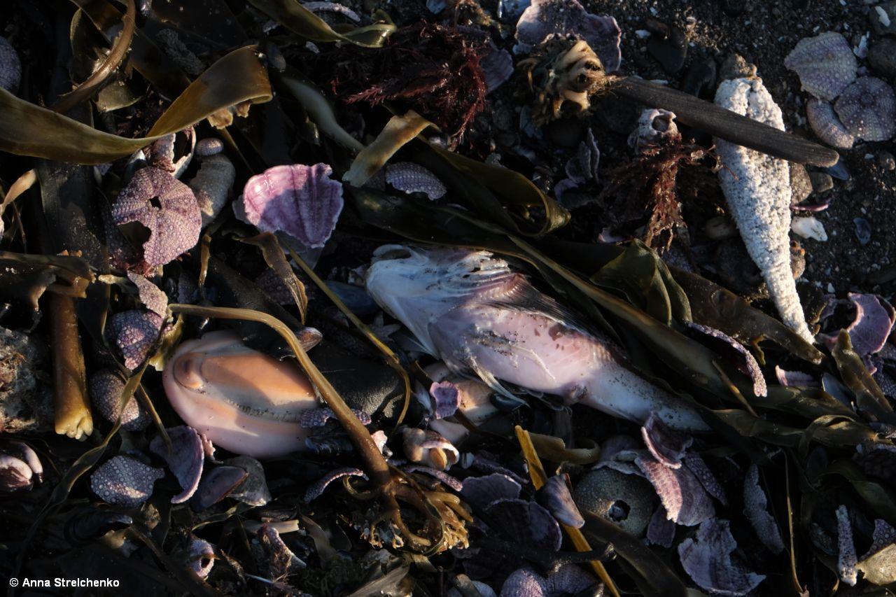 Russie ~ Une « catastrophe écologique » provoque la mort massive d’animaux marins