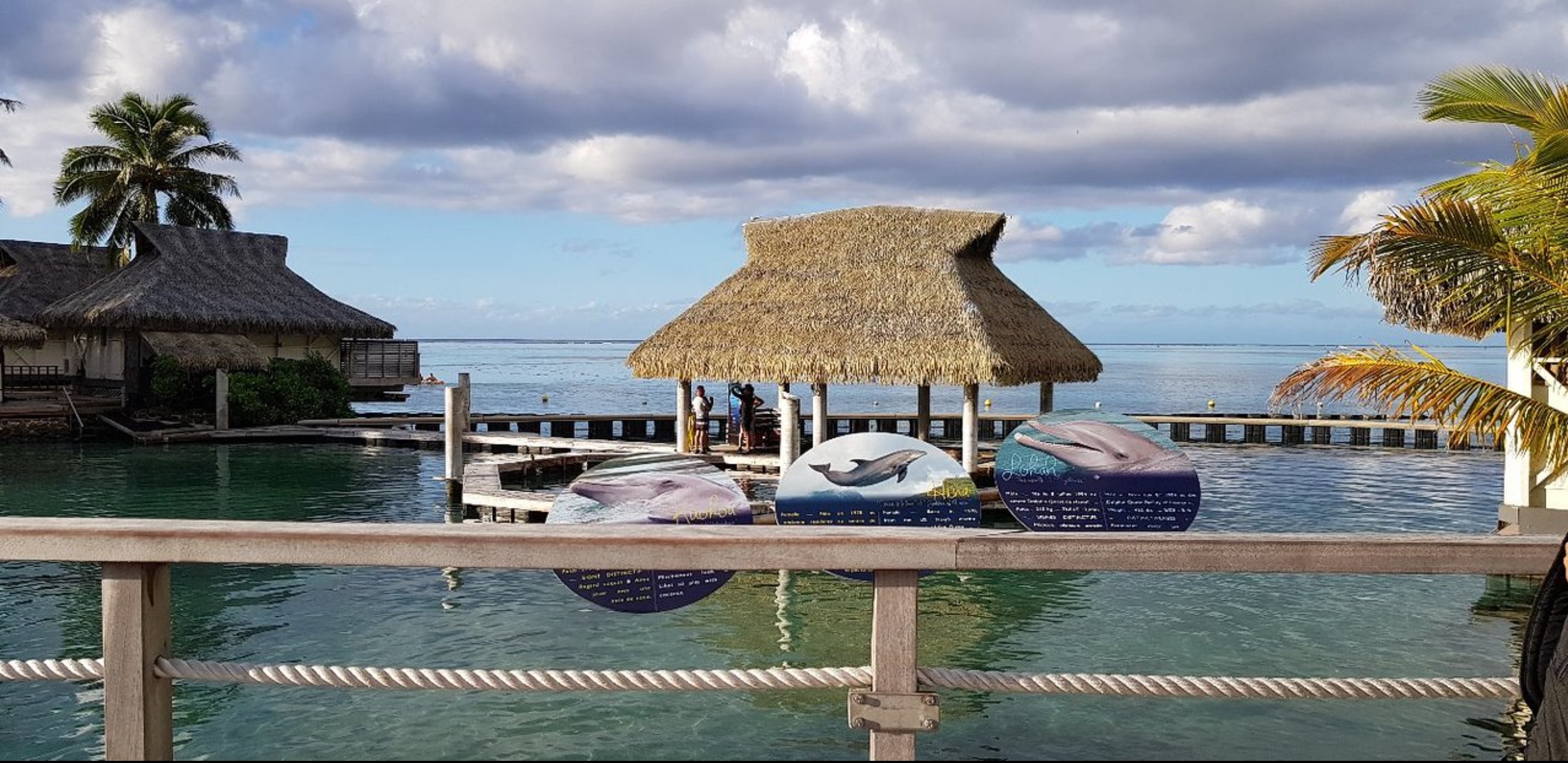 Polynésie Française ~ Lokahi, l’un des deux dauphins hawaiiens du Dolphin Center est mort dans la nuit de mercredi à jeudi