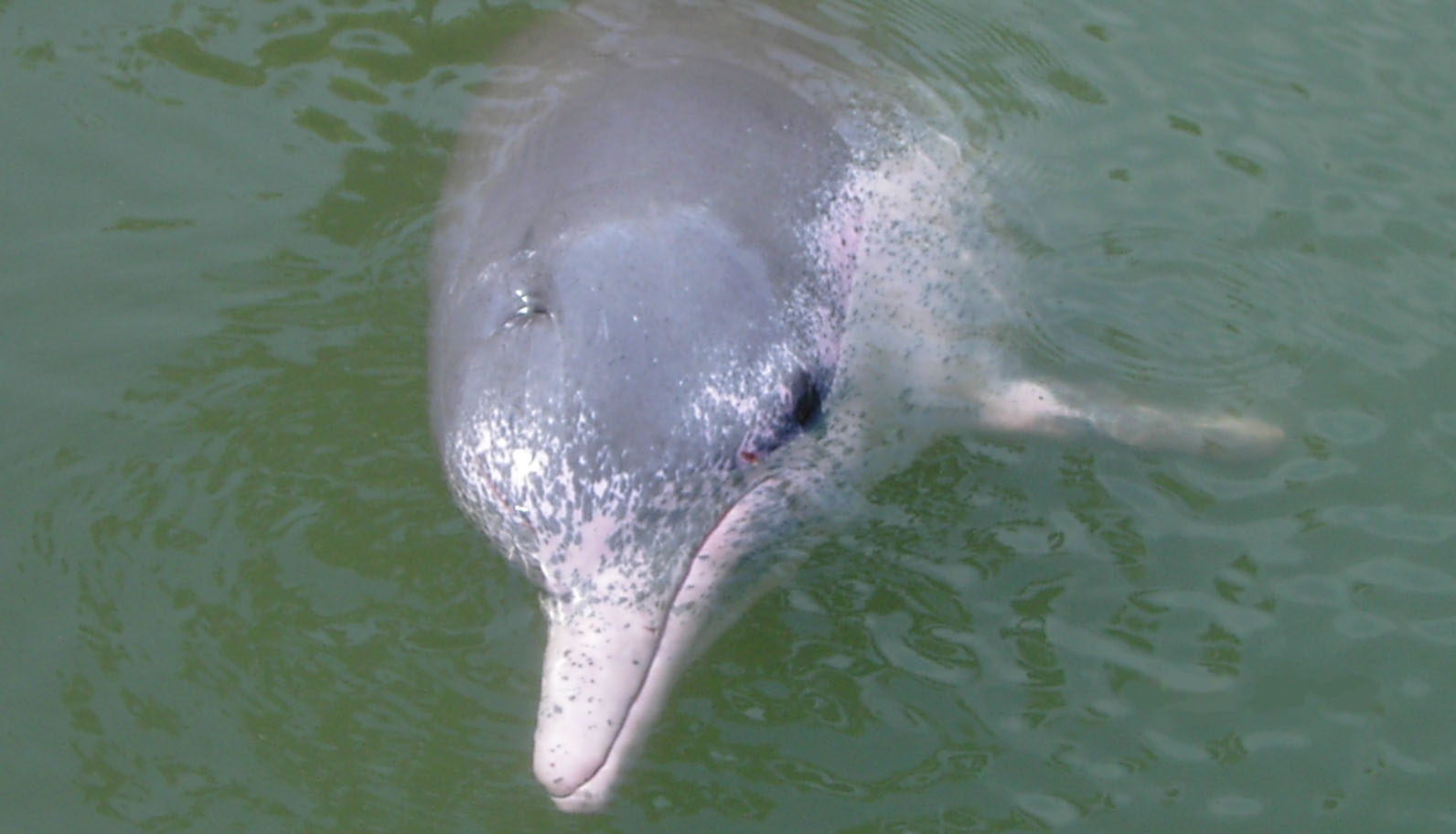 A Hong Kong, les dauphins roses de retour avec la baisse du trafic maritime