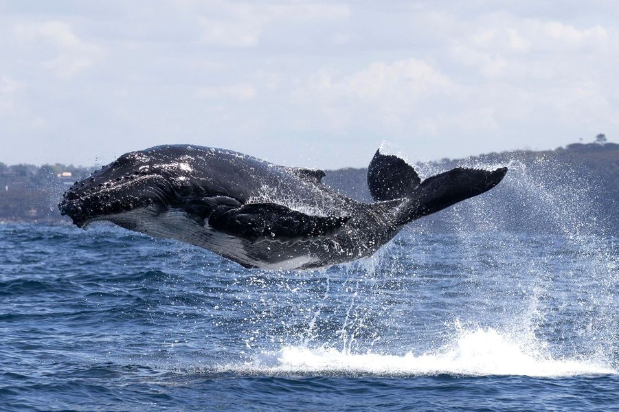 Australie ~ L’envol de la baleine à bosse