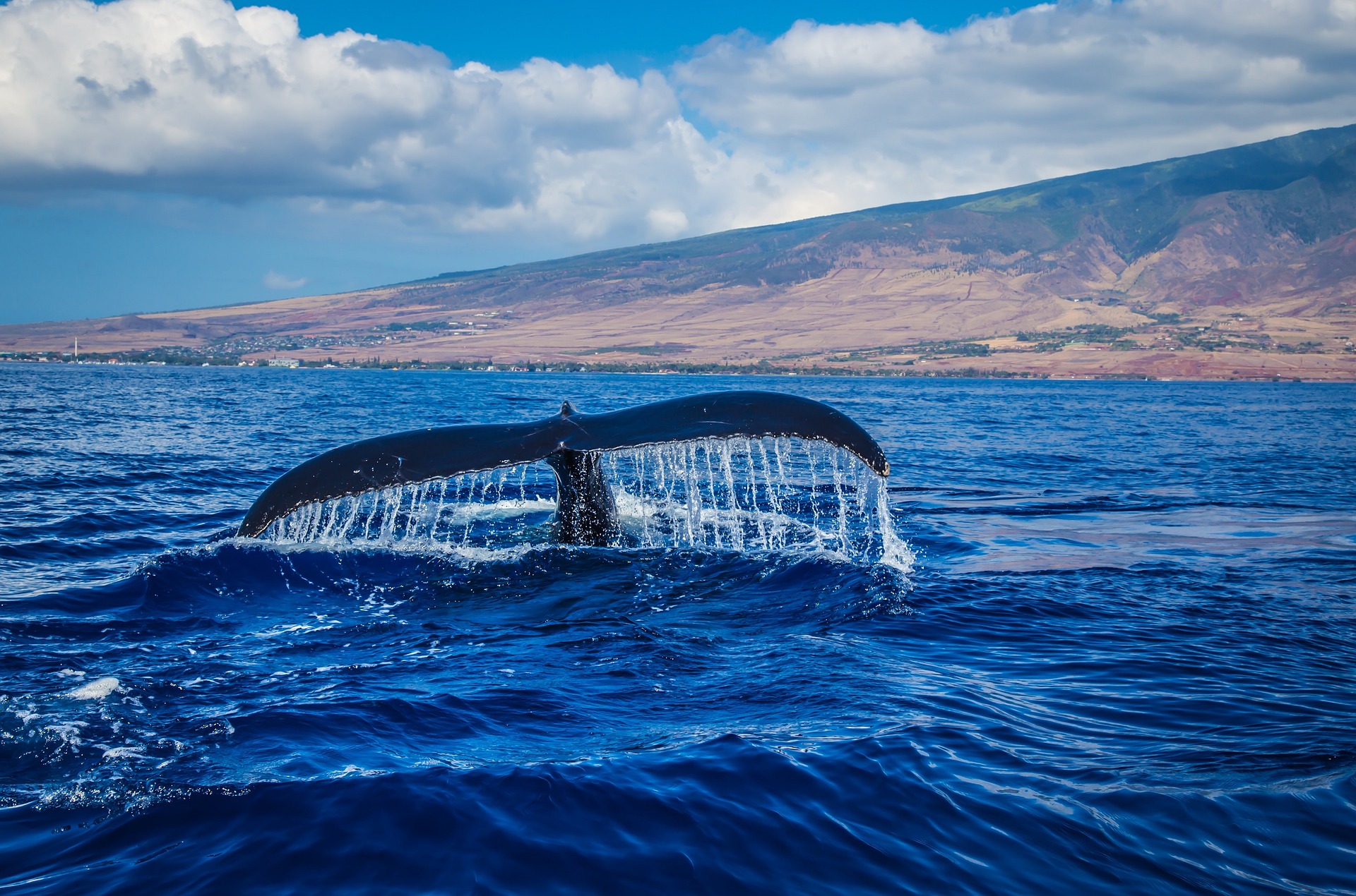Des chercheurs sont parvenus à décrypter les chants des baleines bleues