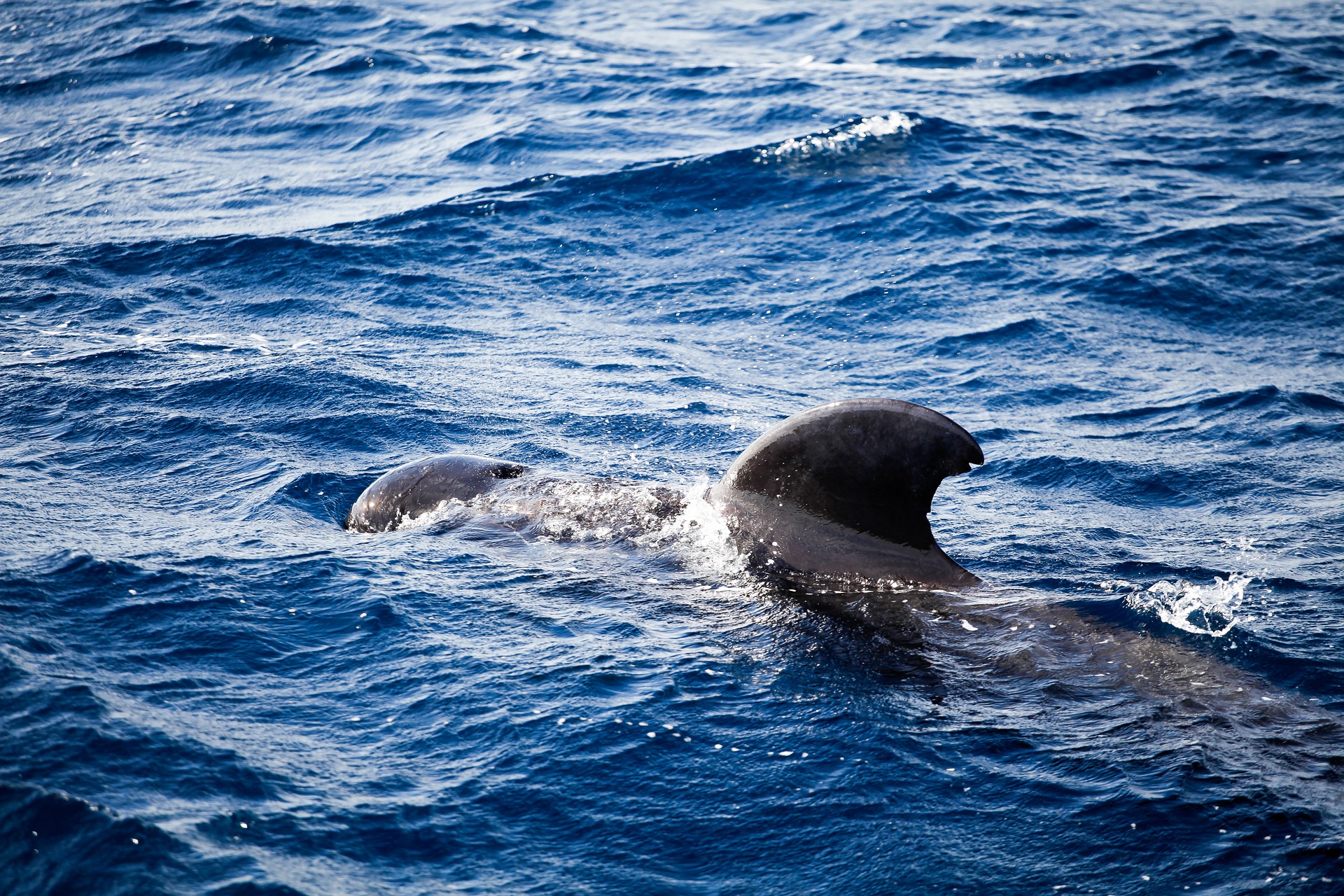 Plus d’une douzaine de dauphins retrou­vés morts sur une plage de Nouvelle-Zélande