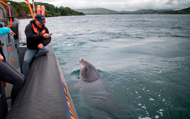 Irlande : les explications d’un expert sur la disparition de Fungie le dauphin