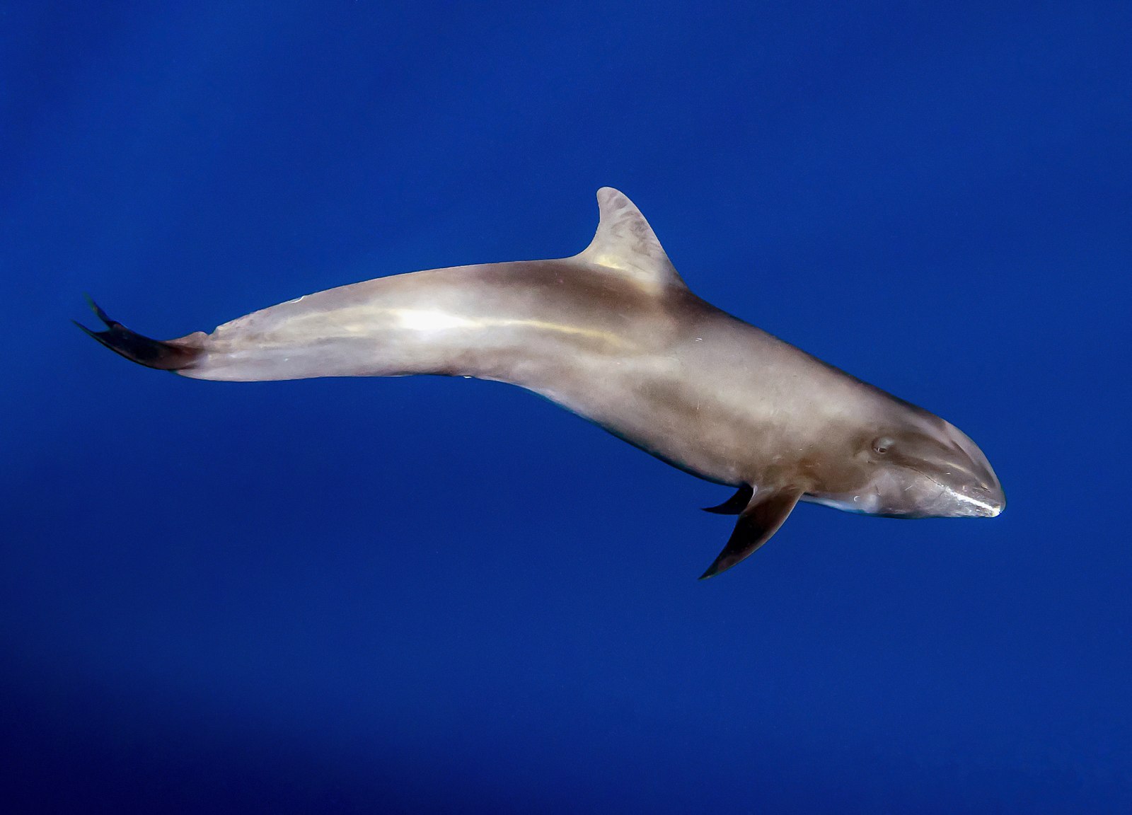 Naufrage du Wakashio : de l’hydrocarbure retrouvé dans 11 carcasses de dauphins