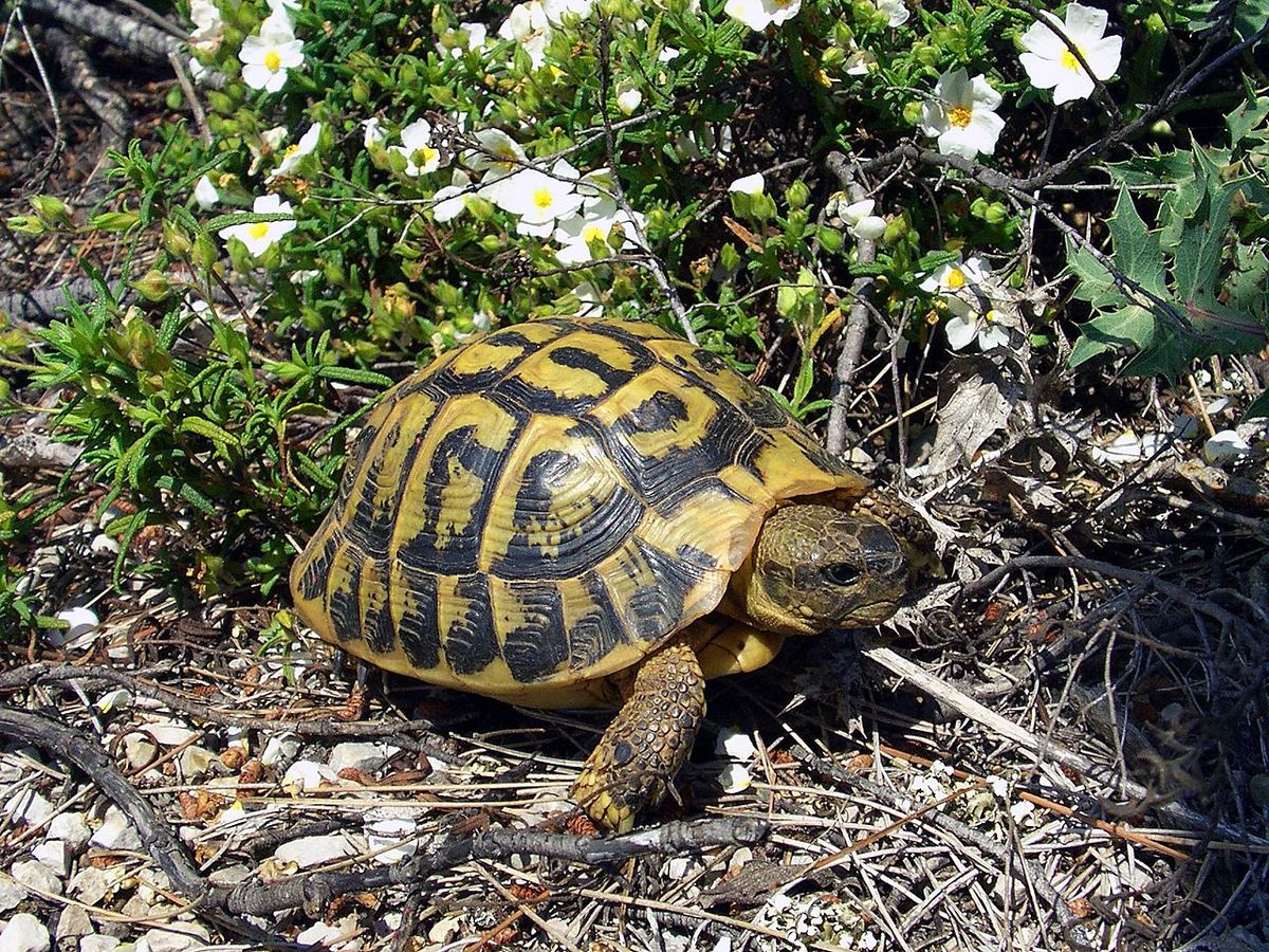 Stage « soigneur animalier » au Centre de Soins Faune Sauvage (CSFS) et au Centre de Recherche et de Conservation des Chéloniens (CRCC) et de la SOPTOM (83, Var)