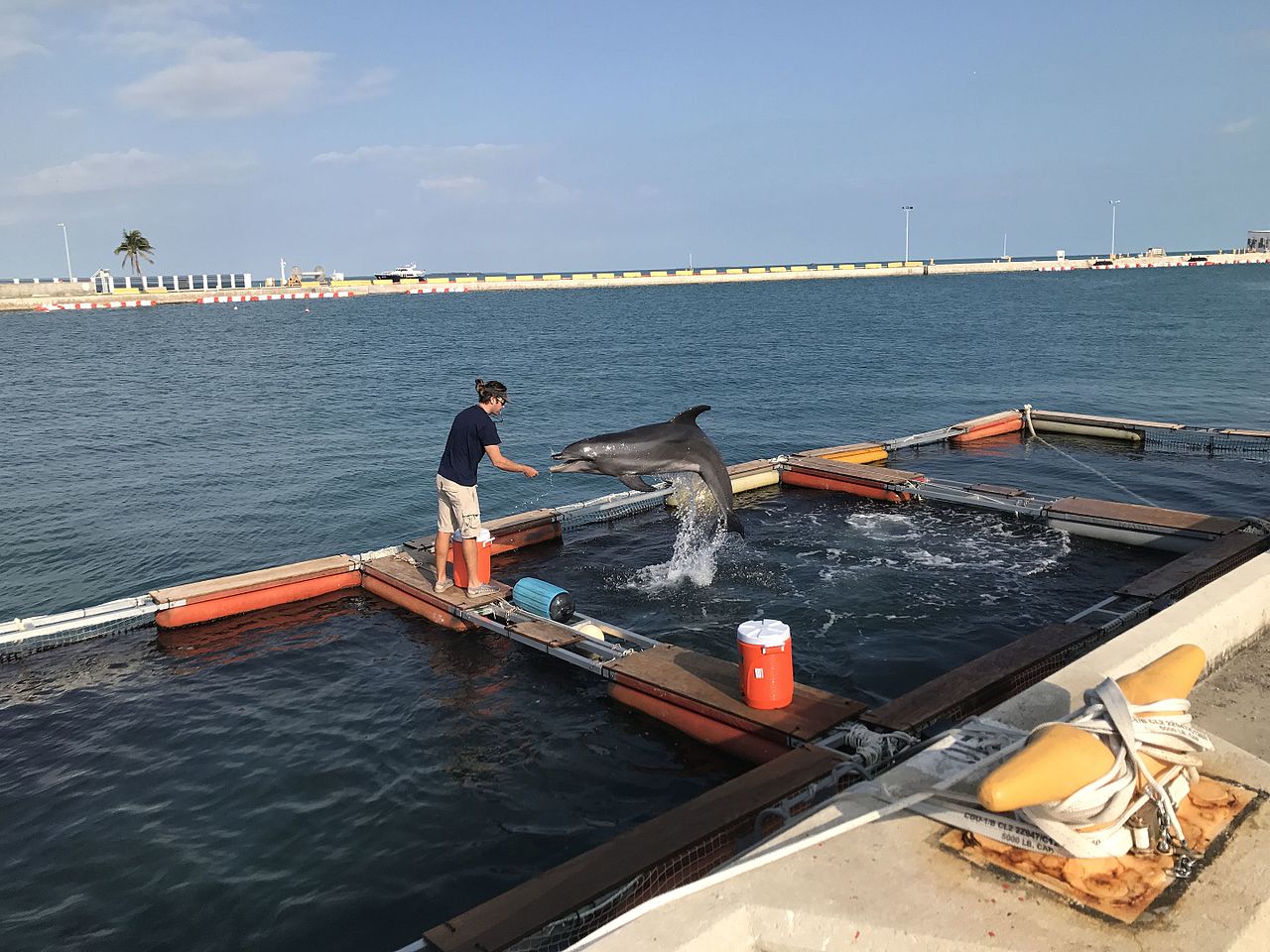 La Corée du Nord pourrait entraîner des dauphins à des fins militaires