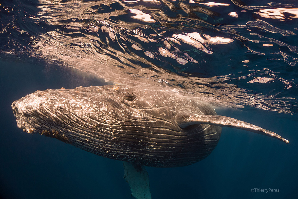 La Réunion ~ Saison des baleines : 54 spécimens identifiés par Globice cette année
