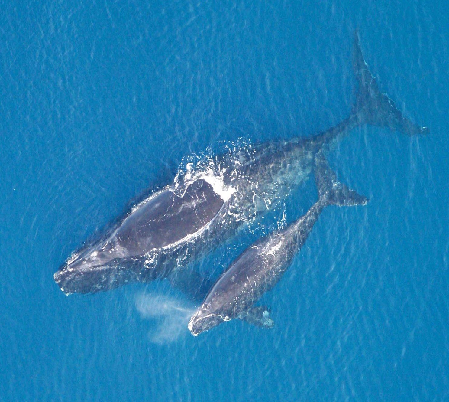 Le premier nouveau-né de baleine noire de l’année retrouvé mort