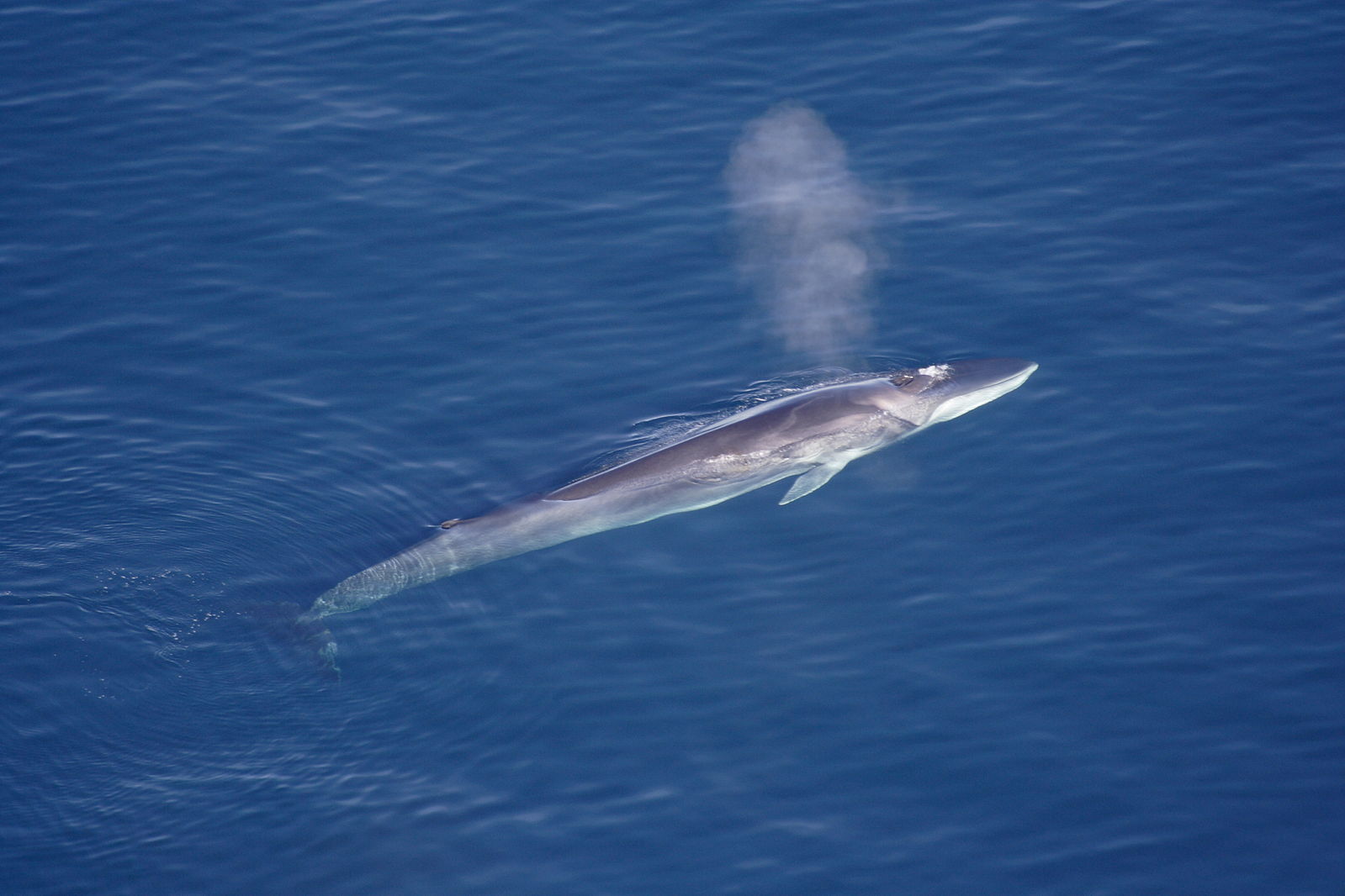 Vendée : un rorqual commun s’échoue à Saint-Hilaire-de-Riez