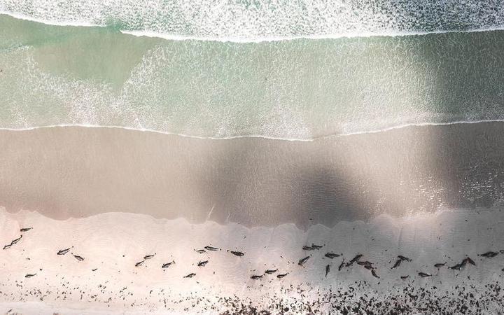 Une centaine de dauphins-pilotes meurent échoués en Nouvelle-Zélande