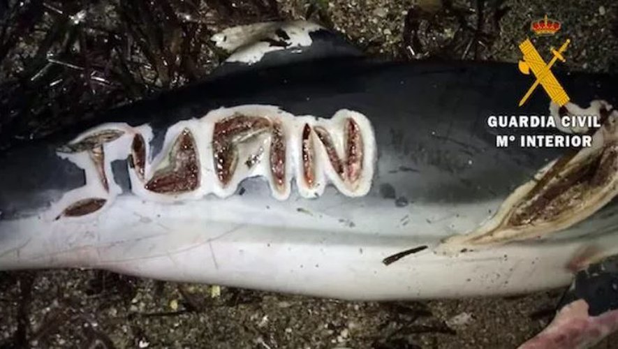 Décapités, lettres gravées au couteau : la découverte de dauphins mutilés indigne l’Espagne, la Guardia Civil ouvre une enquête