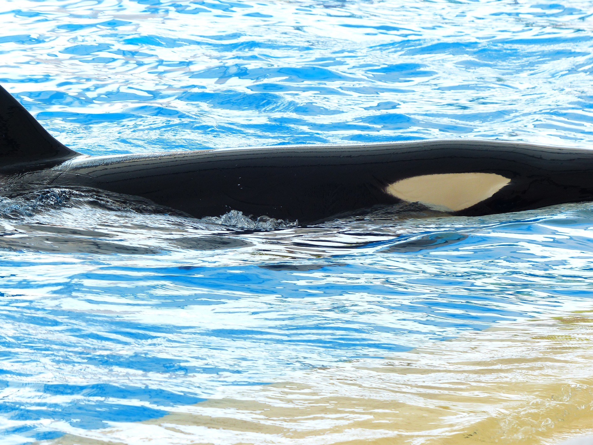 Les orques en captivité, une industrie encore tenace