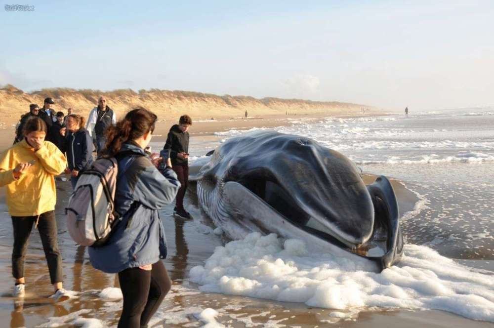 Charente-Maritime : une baleine s’échoue sur la côte sauvage