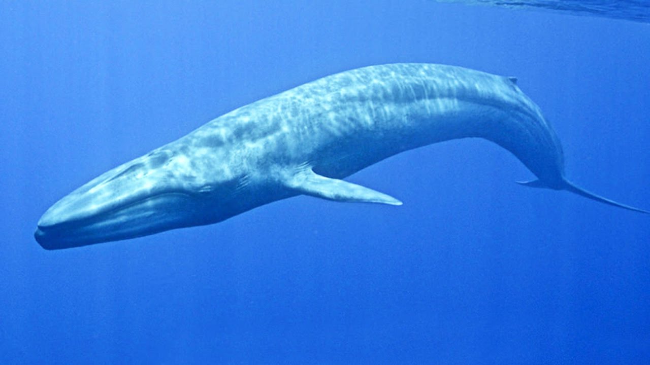 Les baleines bleues sont de retour en Géorgie du Sud