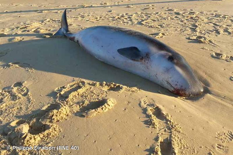 Pays basque : un cachalot pygmée s’échoue à deux reprises sur la plage d’Hendaye