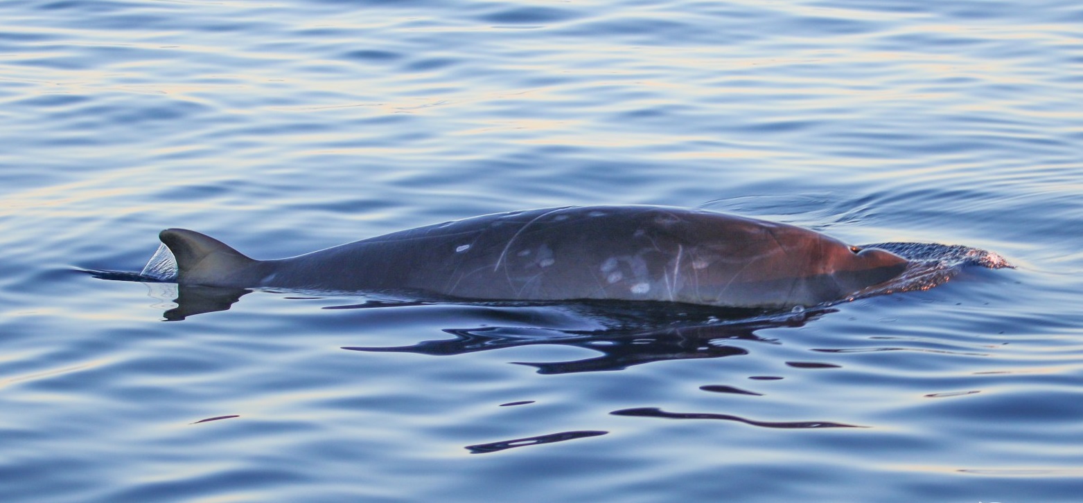 Mexique ~ Découverte d’une potentielle nouvelle espèce de baleine par une mission de recherche de Sea Shepherd