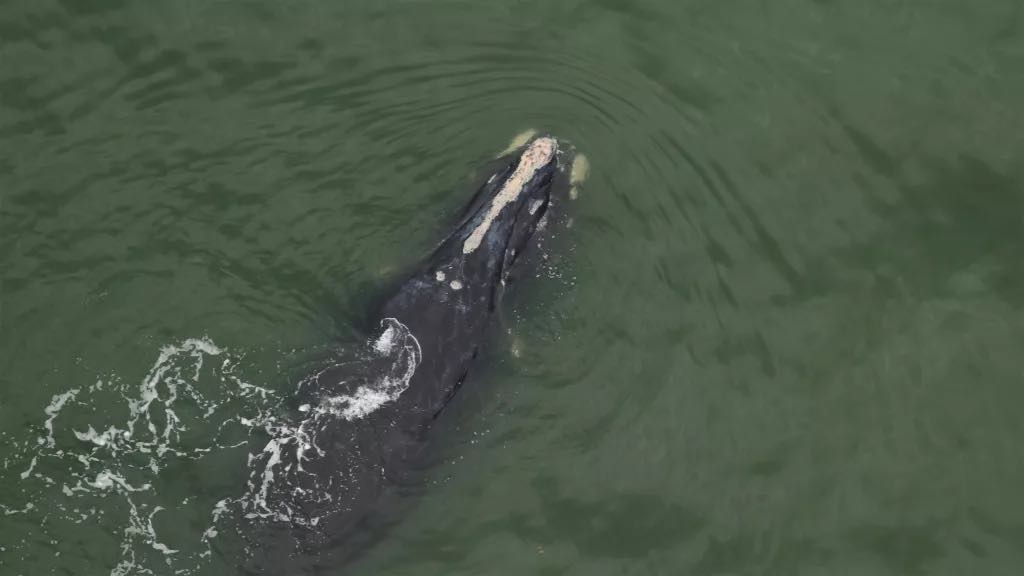 États-Unis ~ Observation de deux baleineaux chez l’une des grandes baleines les plus menacées au monde